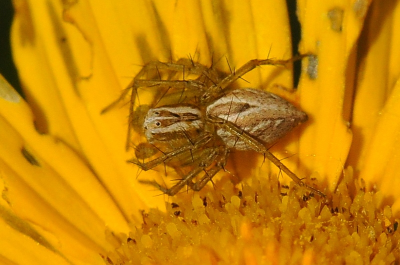 Oxyopes lineatus